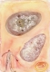 untitled, 1999; Aquarell, Bleistift auf Papier / watercolor, pencil on paper, 25,6 x 17,3 cm